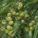 Amla